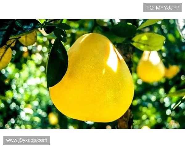 探索ag旗舰app的核心功能与使用技巧全方位指南 探索ag旗舰app的核心功能与使用技巧全方位指南